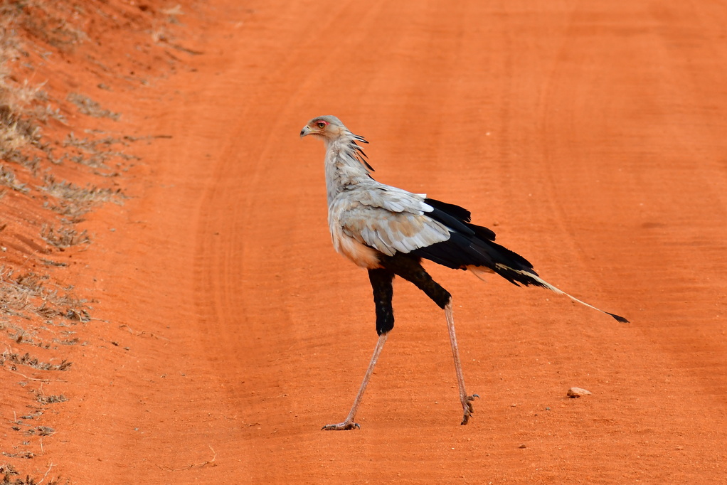 Tsavo East National Park